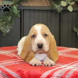 Skittles, Basset Hound Puppy
